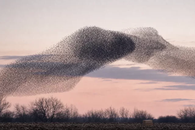 Murmuration dense d’étourneaux au crépuscule au-dessus d’une ligne d’arbres, avec un colis près du sol, évoquant la coordination des flux et le calcul du cost-to-serve logistique.